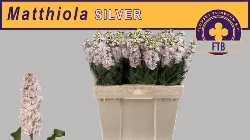 Matthiola incana StoX Silver