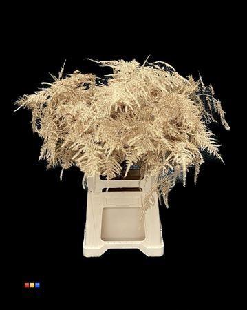 Asparagus overig kleurbehandeld H%