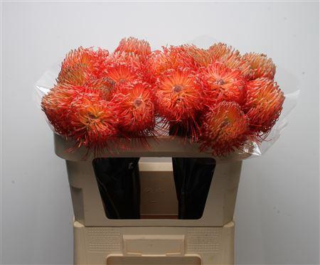 Leucospermum cordifolium overig