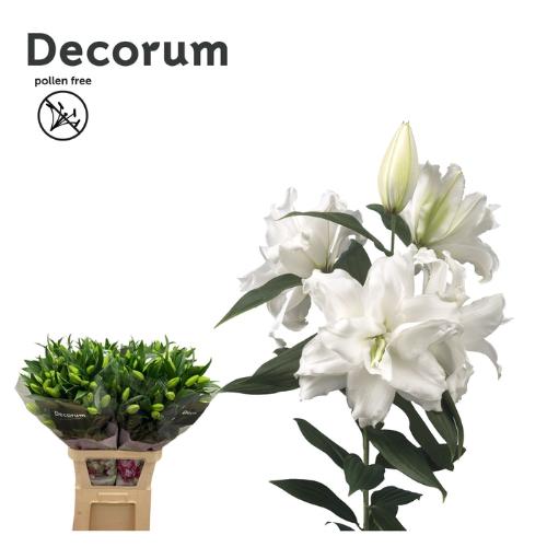 Lilium (Oriental Grp) 'Dl111935'