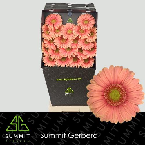 Gerbera mini Dora