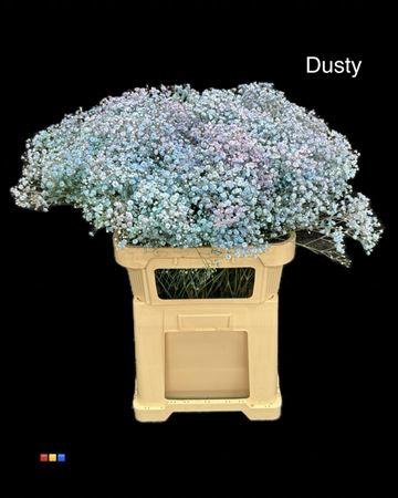 Gypsophila overig kleurbehandeld H%