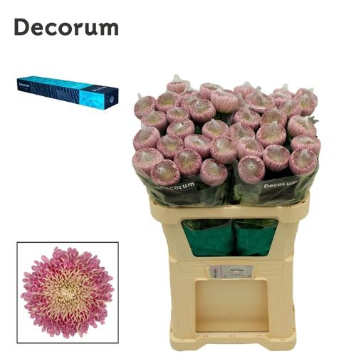 Chrysanthemum (Indicum Grp) geplozen Couture