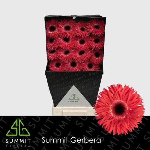 Gerbera grootbloemig spinvormig Katie+