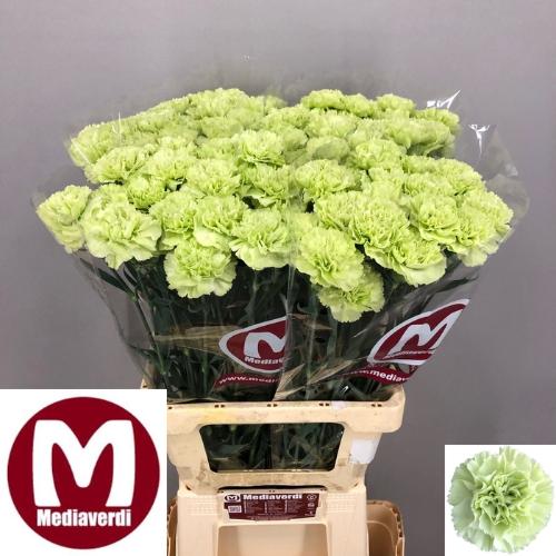 Dianthus standaard Green Shot