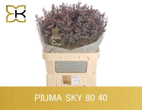 Limonium Safora Pink Sky