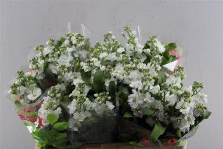 Matthiola incana Aida White