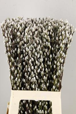 Salix Wilgenkatjes