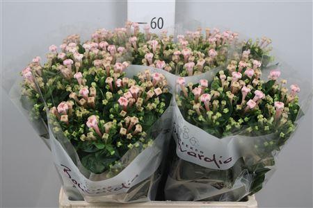 Bouvardia enkelbloemig Sweet Jewel