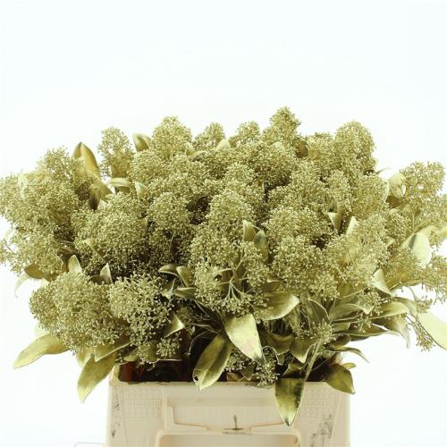 Skimmia per bos overig kleurbehandeld H%