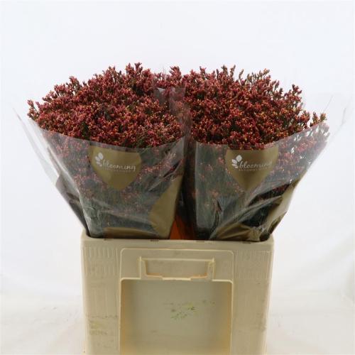 Limonium sinensis Maxima Diamond