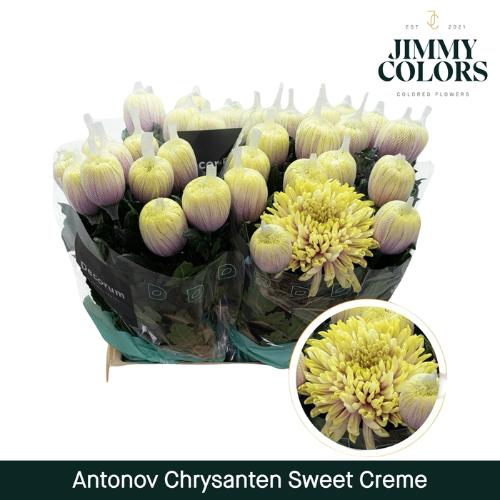Chrysanthemum (Indicum Grp) geplozen Antonov kleurbehandeld H%
