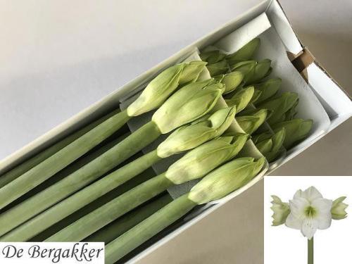 Hippeastrum Galaxy Grp 'Casablanca'