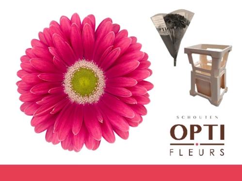 Gerbera grootbloemig 'Unique'