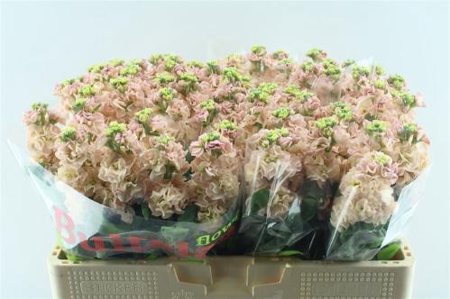 Matthiola incana 'Iron Apricot'