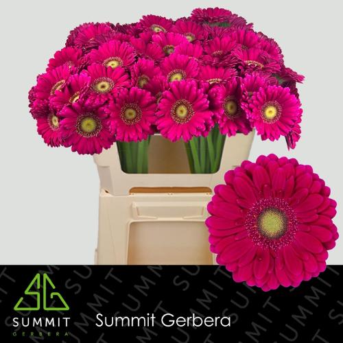 Gerbera mini Vivian