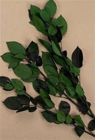 Rosa grootbloemig kleurbehandeld H%