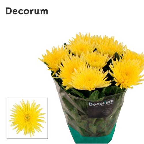 Chrysanthemum (Indicum Grp) geplozen Topspin Yellow