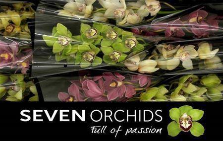 Cymbidium grootbloemig per tak gemengd