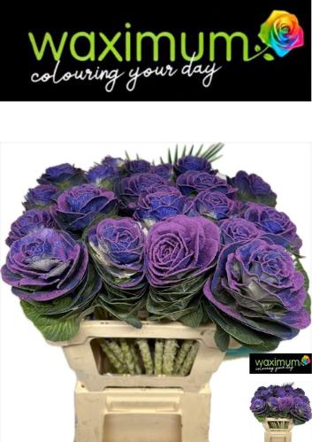 Brassica oleracea kleurbehandeld H%