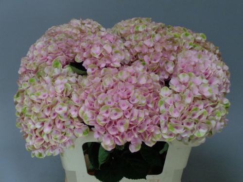 Hydrangea macrophylla Magical Revolution (roze)