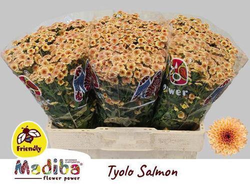 Chrysanthemum (Indicum Grp) tros santini Madiba Salmon Tyolo