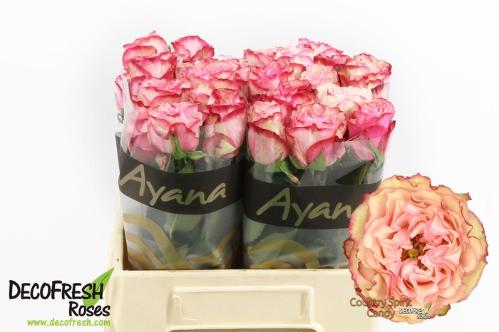 Rosa grootbloemig Country Spirit Candy