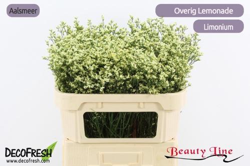 Limonium sinense Sensy Lemonade