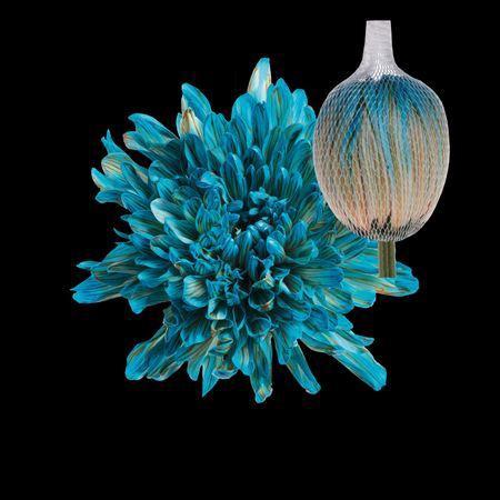 Chrysanthemum (Indicum Grp) geplozen Antonov kleurbehandeld H%