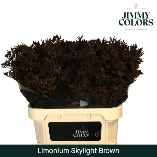 Limonium overig kleurbehandeld H%