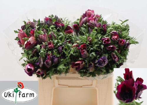 Anemone coronaria 'Galil Bordeaux'