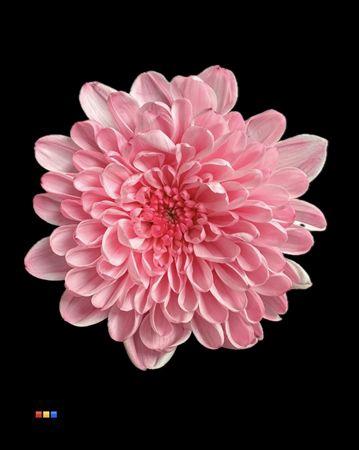 Chrysanthemum Indicum Grp tros kas kleurbehandeld H%