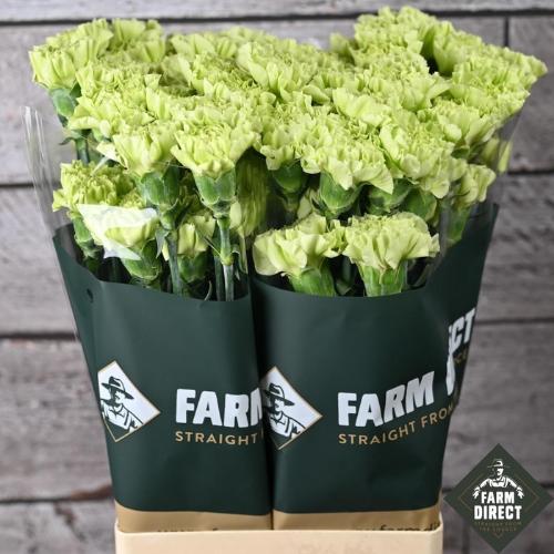 Dianthus standaard overig