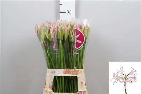 Nerine Bowdenii Grp 'Sofie'