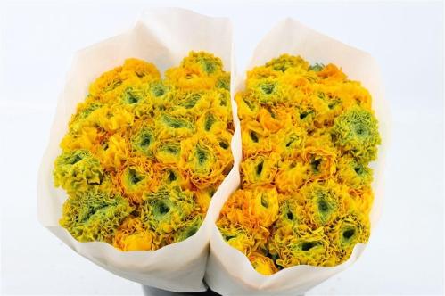 Ranunculus asiaticus 'Pon-Pon Luna'