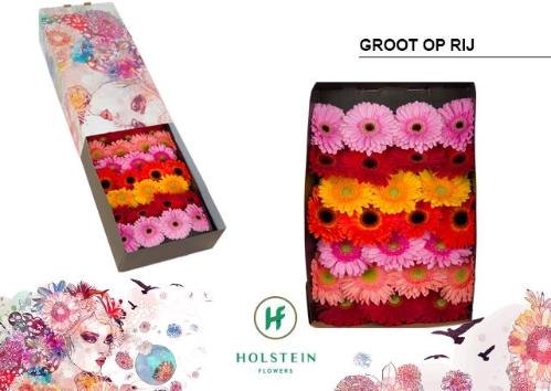 Gerbera grootbloemig gemengd op rij
