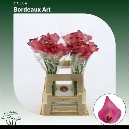 Zantedeschia Bordeaux Art