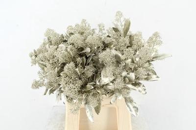 Skimmia per bos overig kleurbehandeld H%