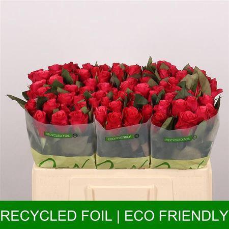 Rosa grootbloemig Tacazzi+