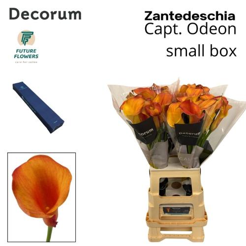 Zantedeschia 'Captain Odeon'