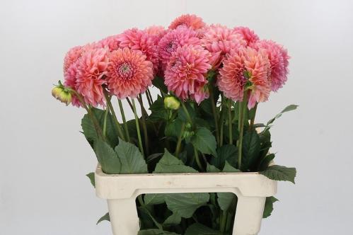 Dahlia 'Linda's Baby'