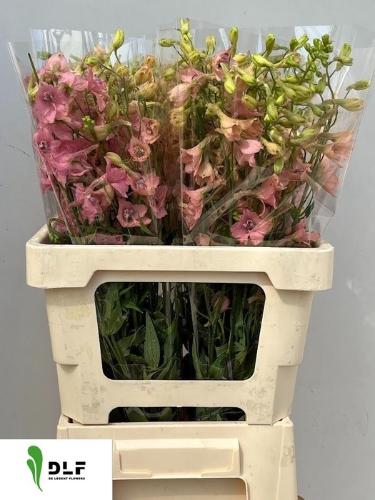 Delphinium enkelbloemig ruysii 'Pink Sensation'