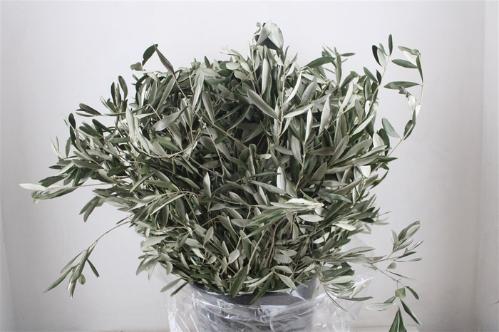 Olea europaea per bos