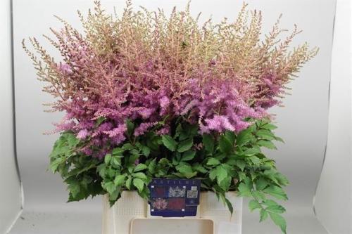 Astilbe Arendsii Grp 'Amethyst'