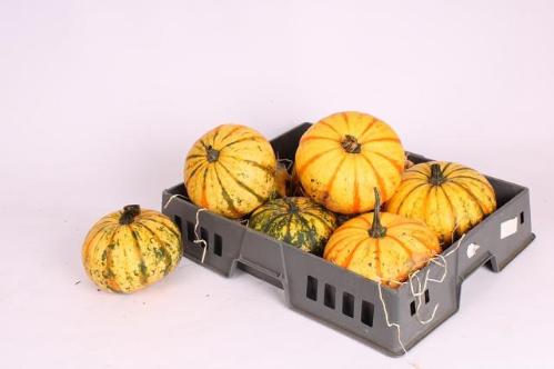 Cucurbita overig