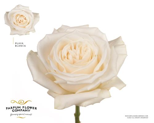 Rosa grootbloemig Playa Blanca