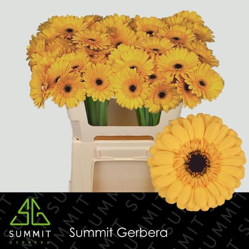 Gerbera mini Tweety