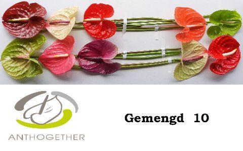 Anthurium Andreanum Grp gemengd
