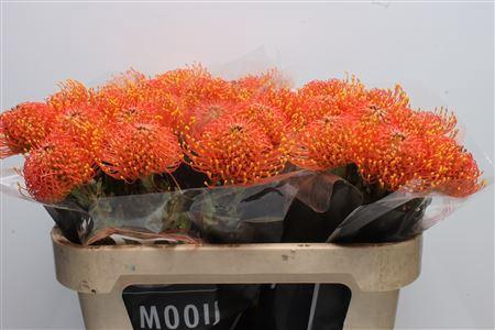 Leucospermum cordifolium 'Gold Dust'