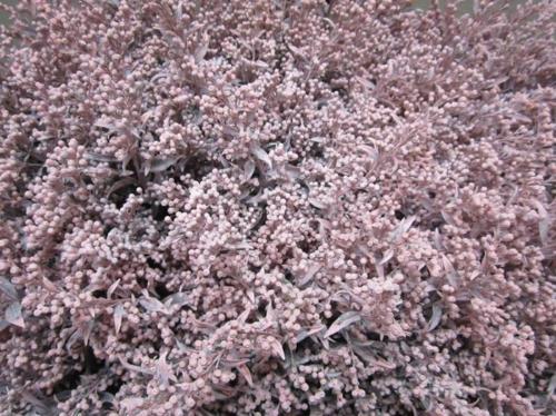 Solidago kleurbehandeld H%
